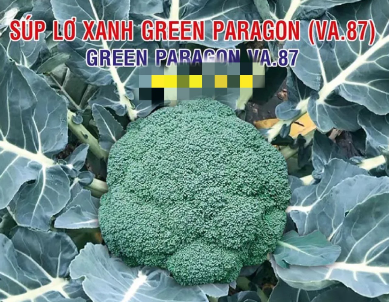 Súp lơ xanh Green Paragon (VA.87)_1681714921.png